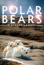 دانلود فیلم Polar Bears: A Summer Odyssey 2012