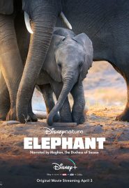 دانلود فیلم Elephant 2020