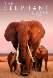 دانلود فیلم The Elephant Queen 2018