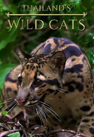 دانلود فیلم Thailand’s Wild Cats 2021