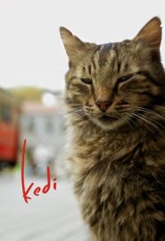 دانلود فیلم Kedi 2016