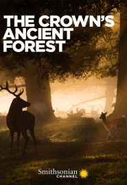 دانلود فیلم The Crowns Ancient Forest 2021